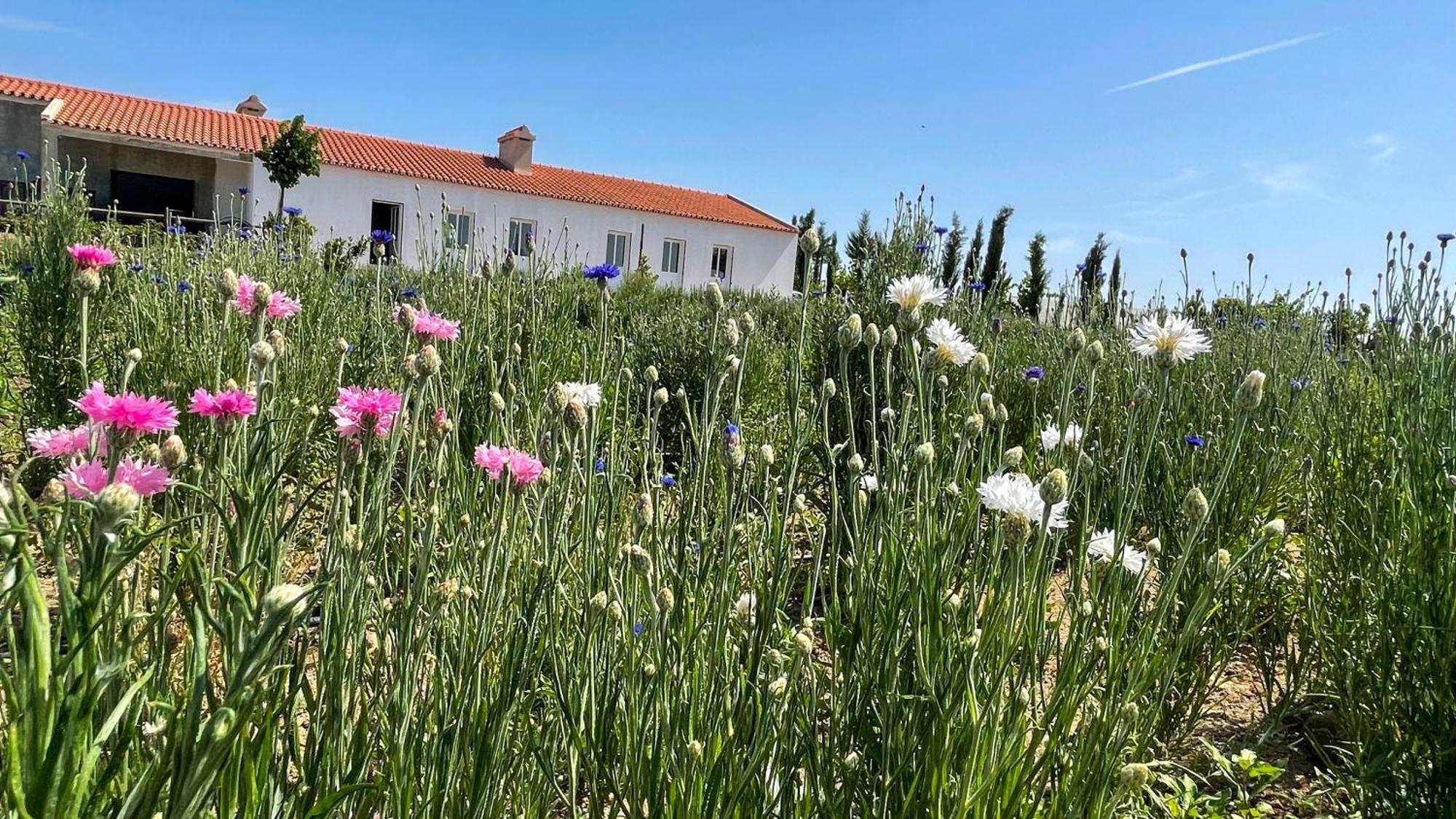 Monte De Palma- Quinta Biodinamica Momentos Unicos * Evora