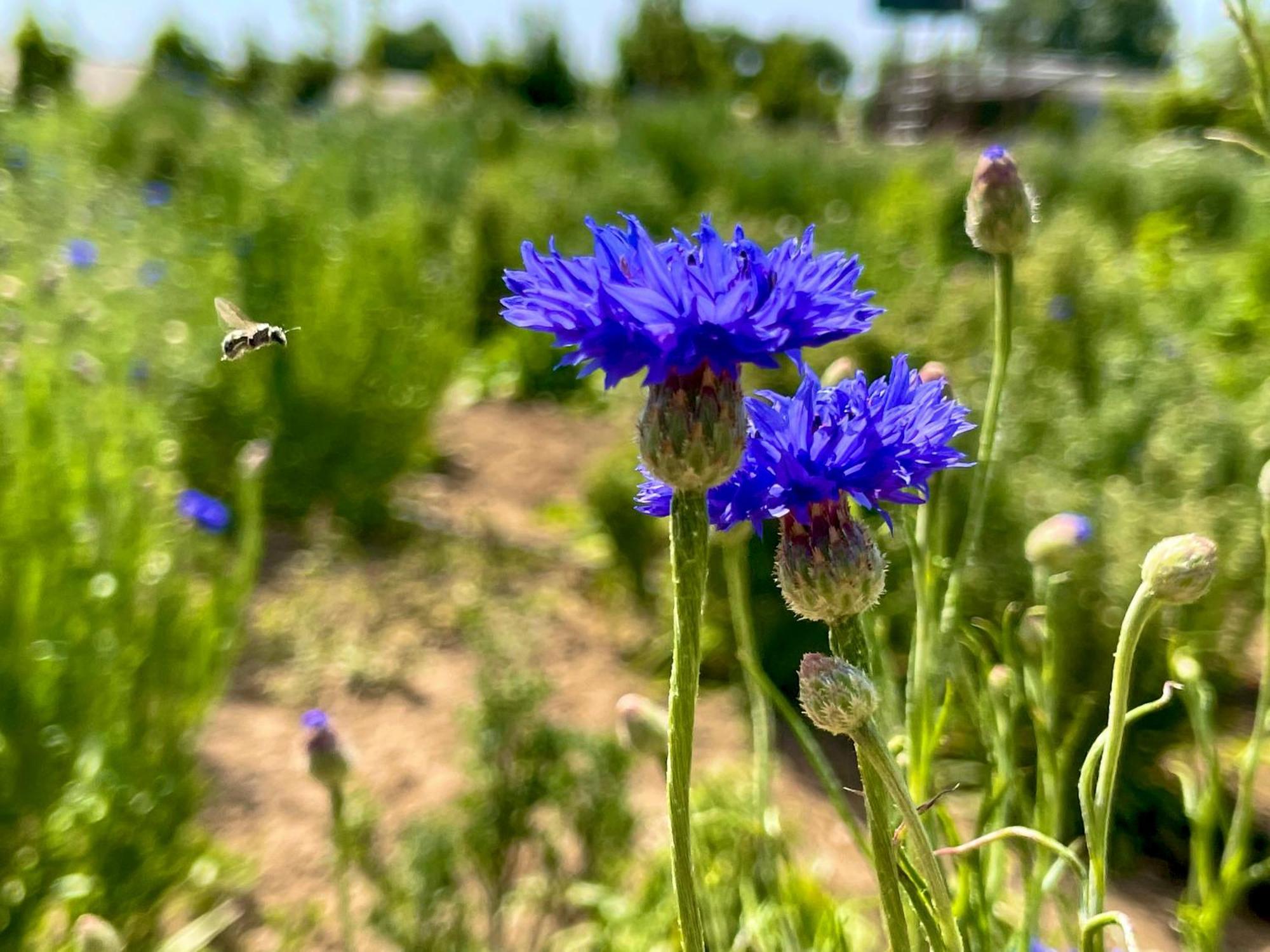 Holiday home Monte De Palma- Quinta Biodinamica Momentos Unicos
