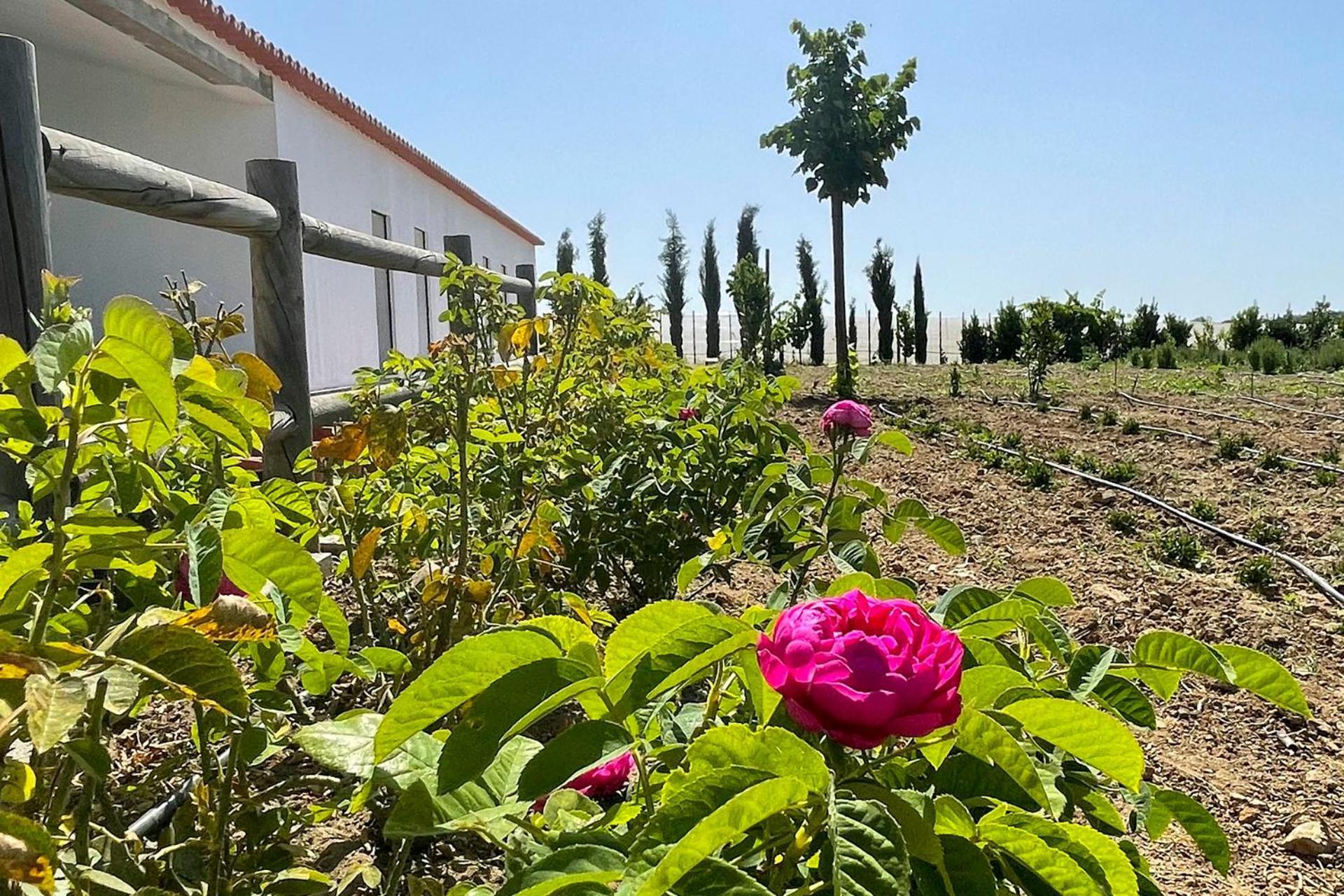 Holiday home Monte De Palma- Quinta Biodinamica Momentos Unicos