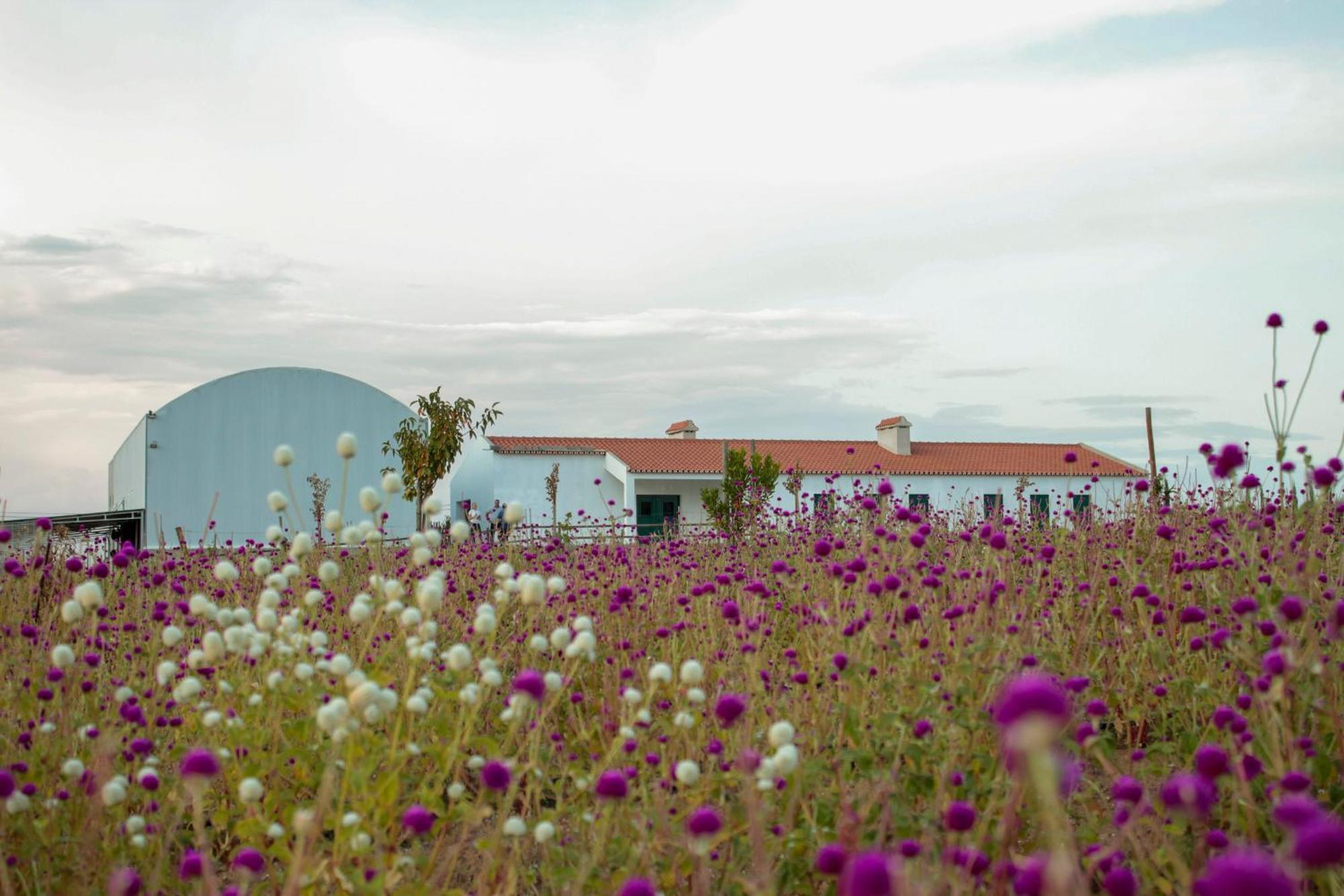 Monte De Palma- Quinta Biodinamica Momentos Unicos * Evora